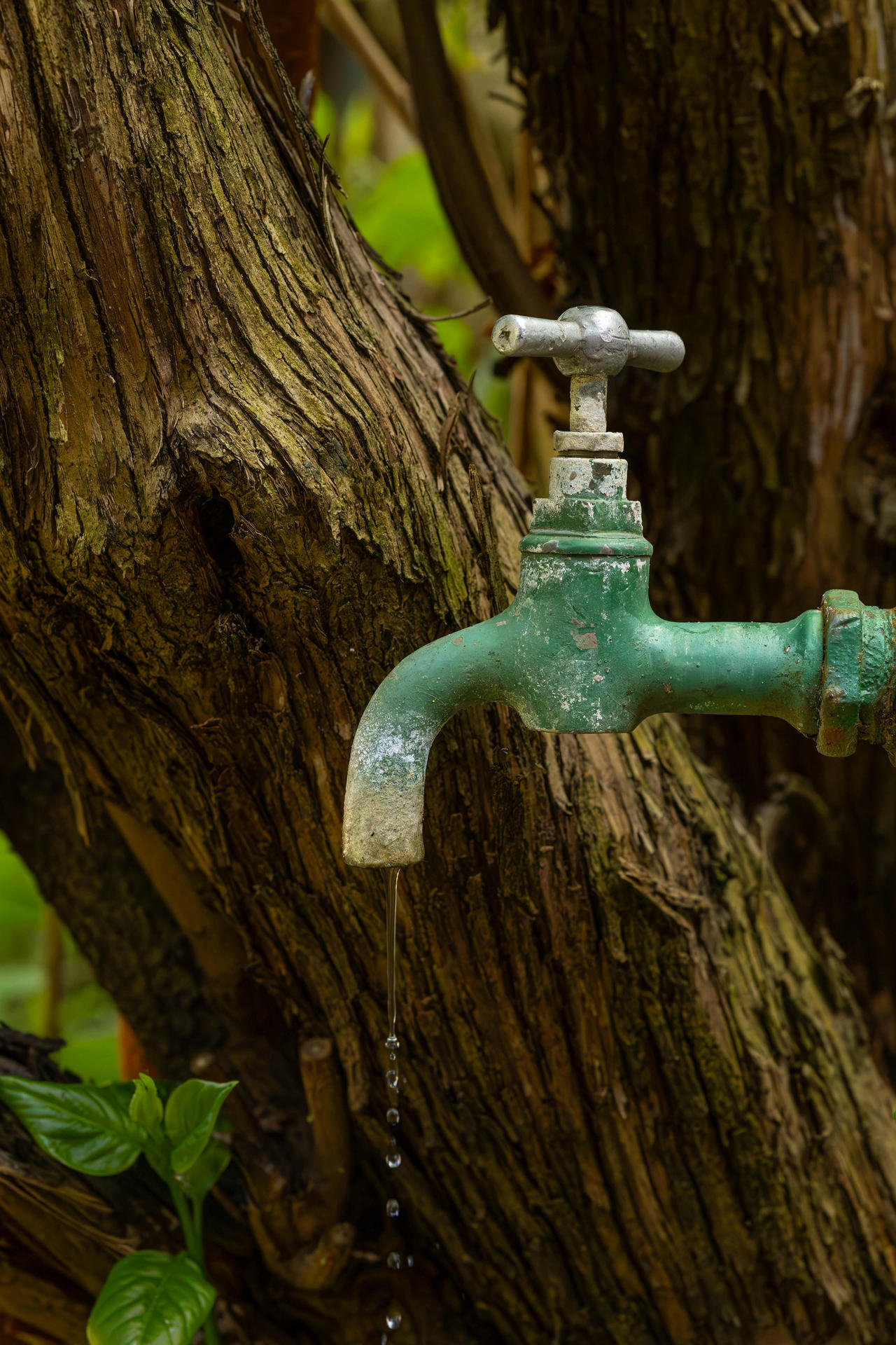 Old green metal water tap slowly dripping in front of a tree, symbolizing water conservation.