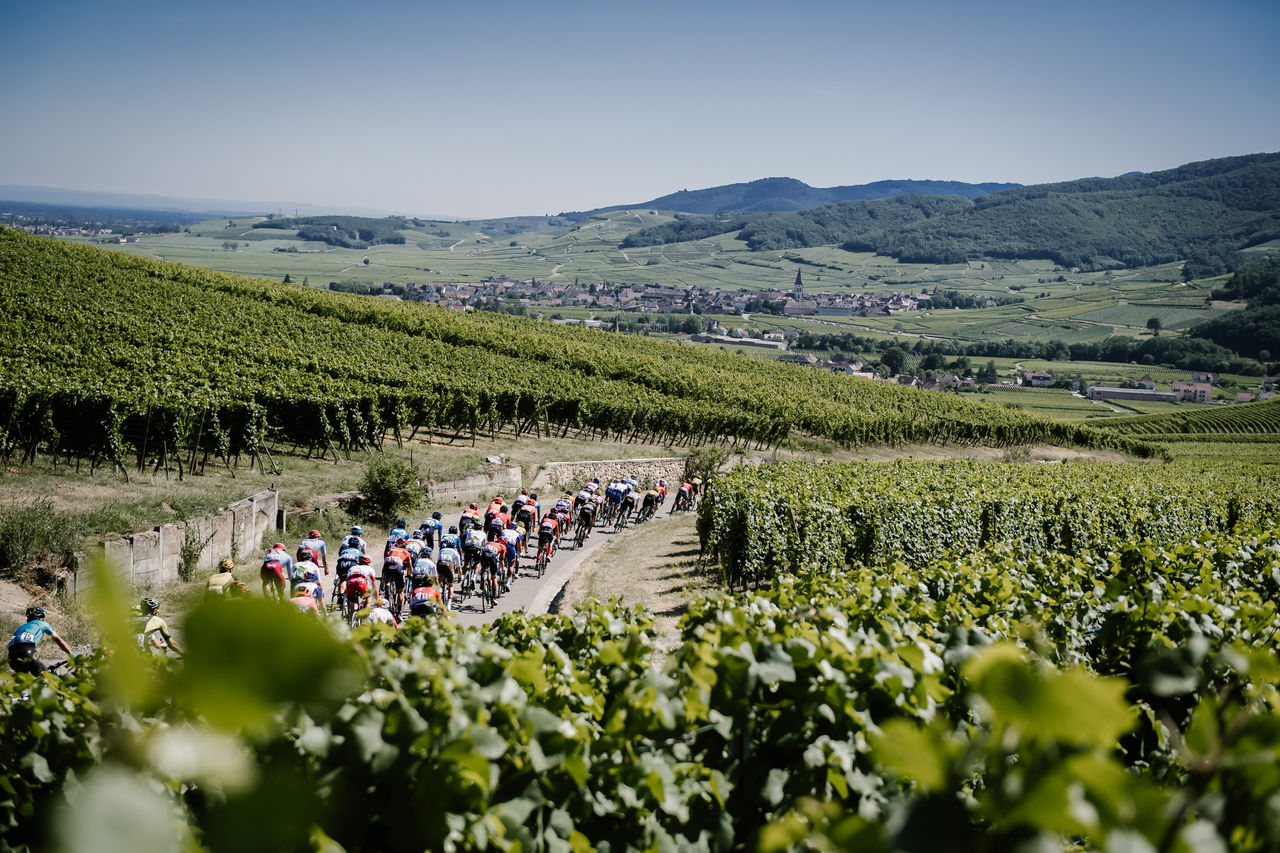 A large group of cyclists ride in a tight pack along a narrow road winding through lush green vineyards. Rolling hills stretch into the distance under a clear sky, with a small village and church steeple nestled in the valley beyond.