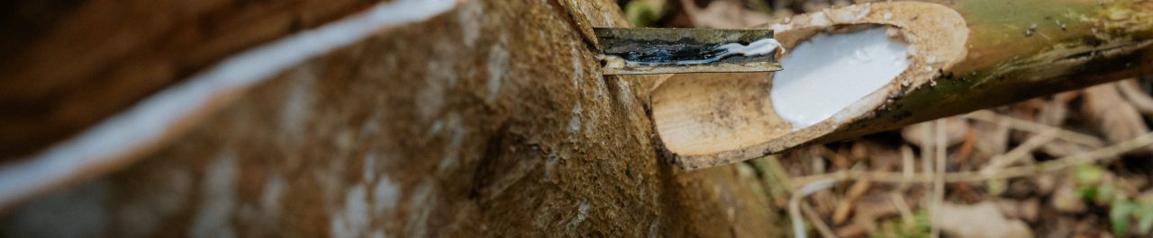 Rubber plantations: Responsible sourcing of natural rubber, Continental and GIZ project