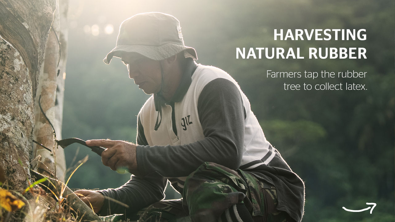 Info Slider Rubber Tree Tapping