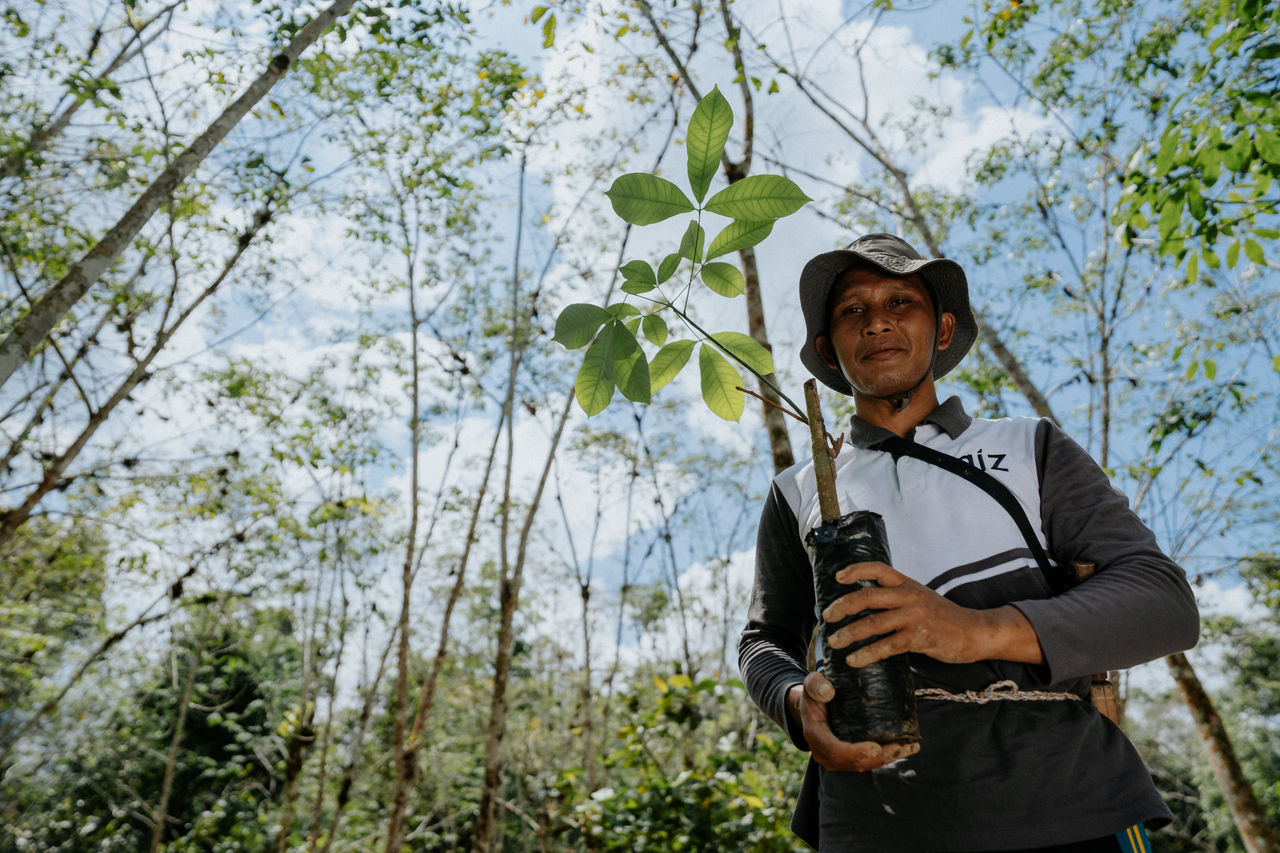 Planting a rubber tree on a natural rubber plantation