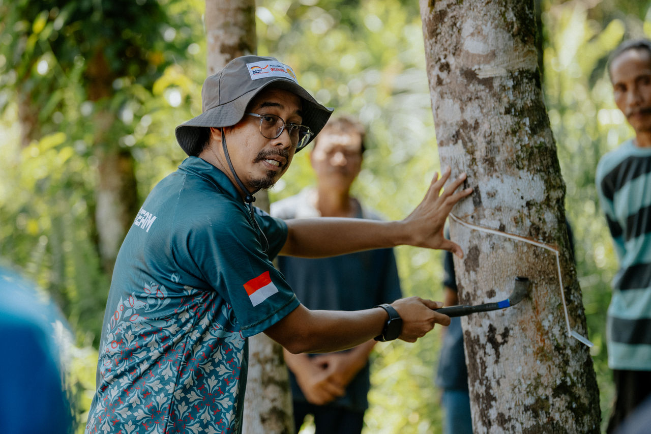 Farmers are trained in sustainable cultivation practices and improved techniques, such as how to cut trees to maximize rubber yield.