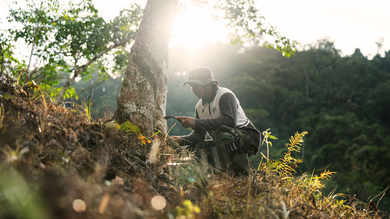 Rubber plantations: Responsible sourcing of natural rubber, Continental and GIZ project