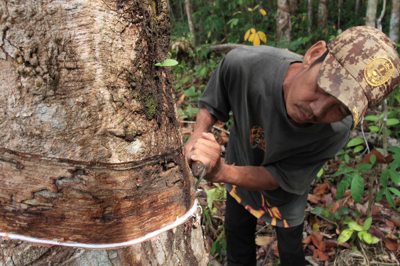 Person harvesting natural rubber