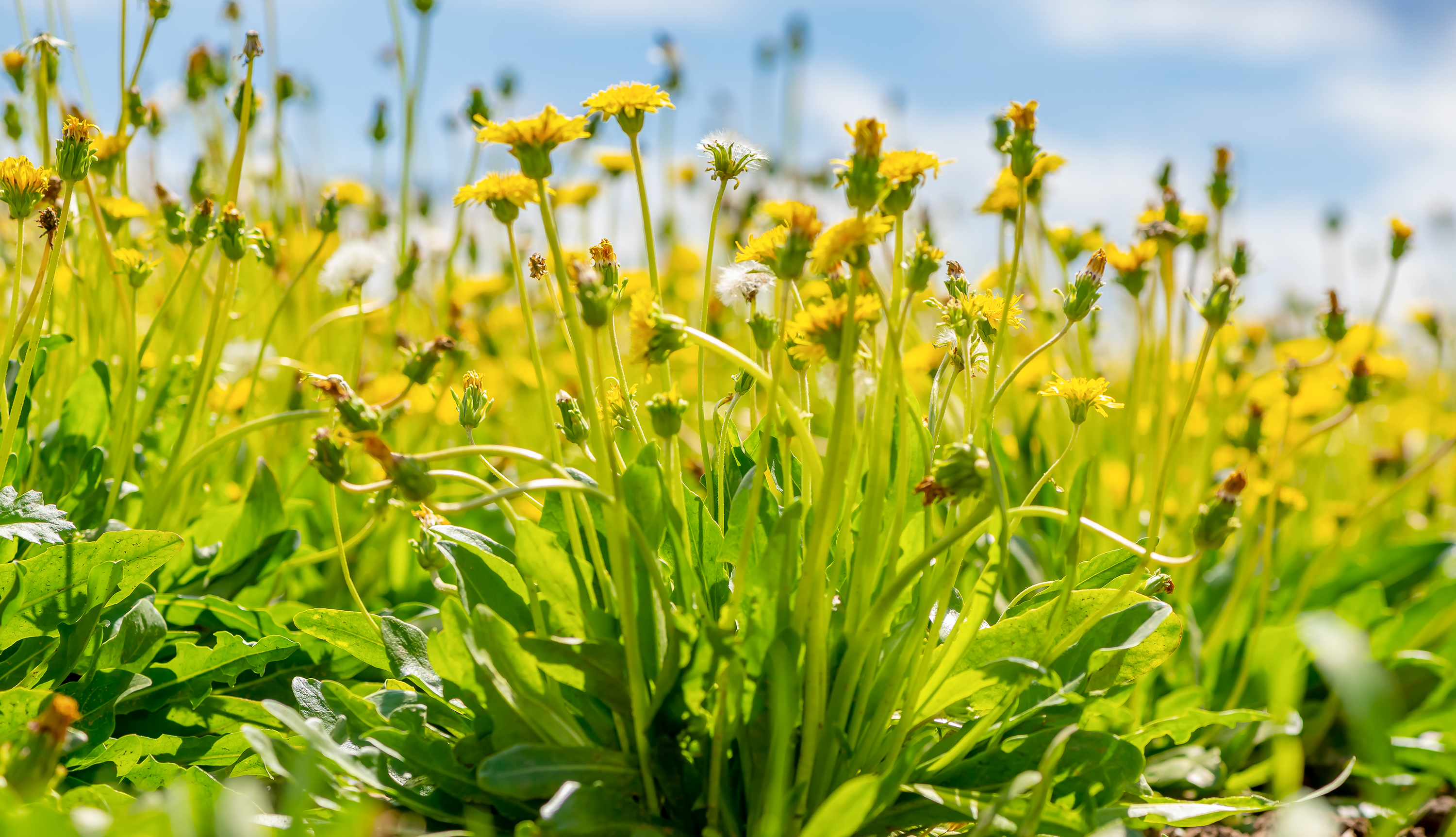 Dandelion on a field