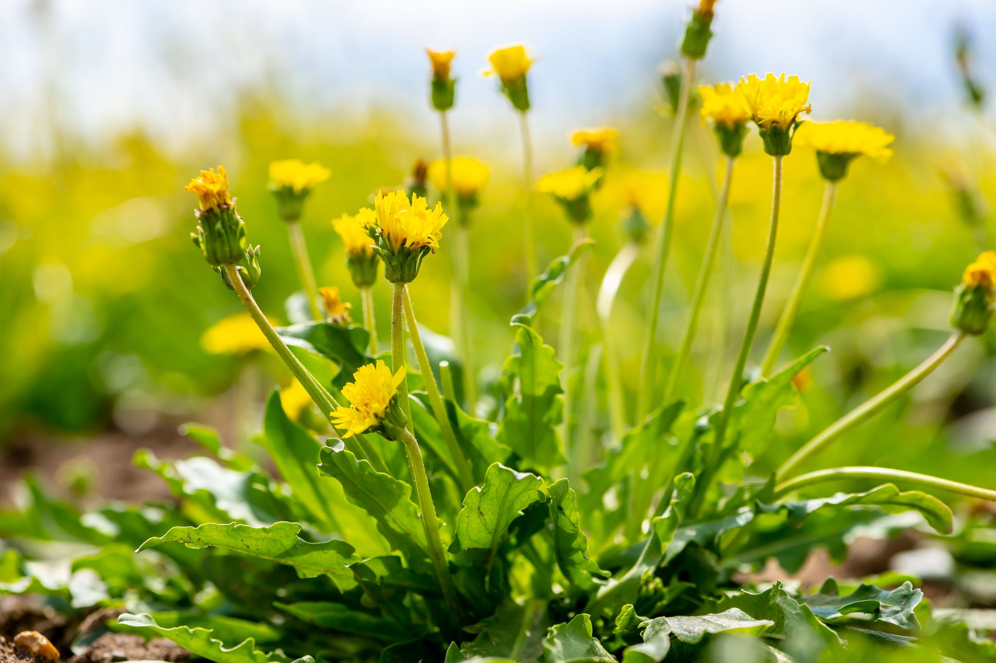 Dandelion on a field