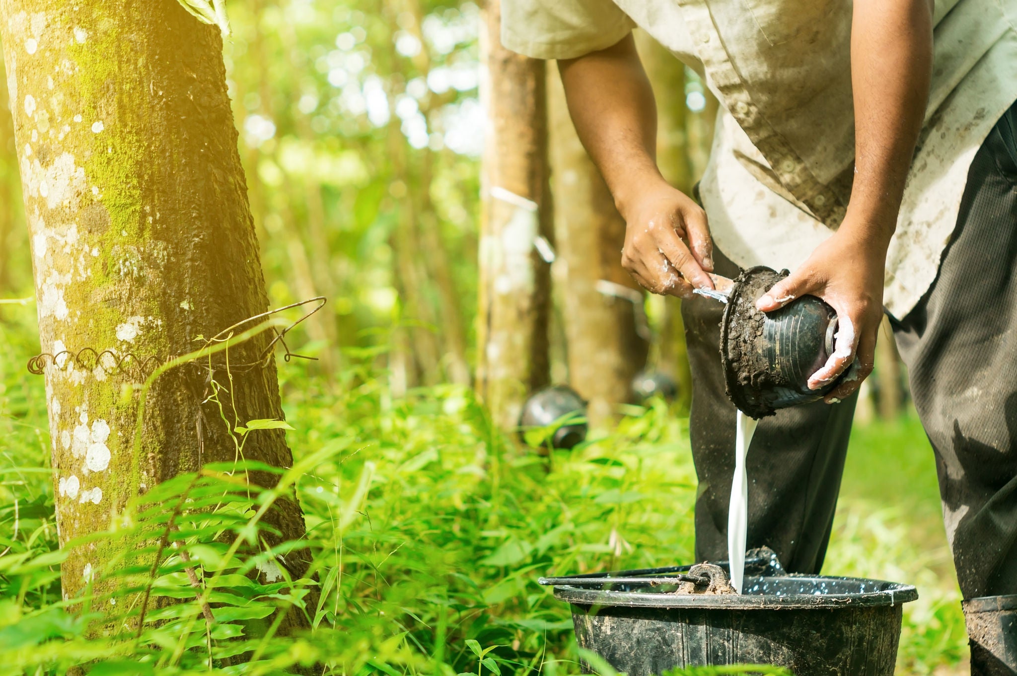 Natural rubber as a sustainable materia