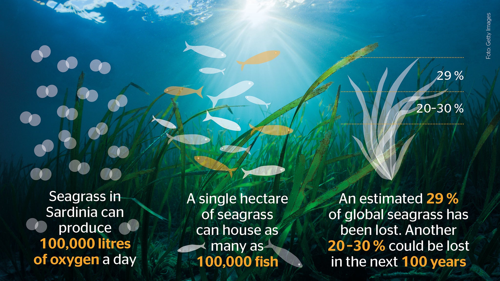 Seagrass infografic