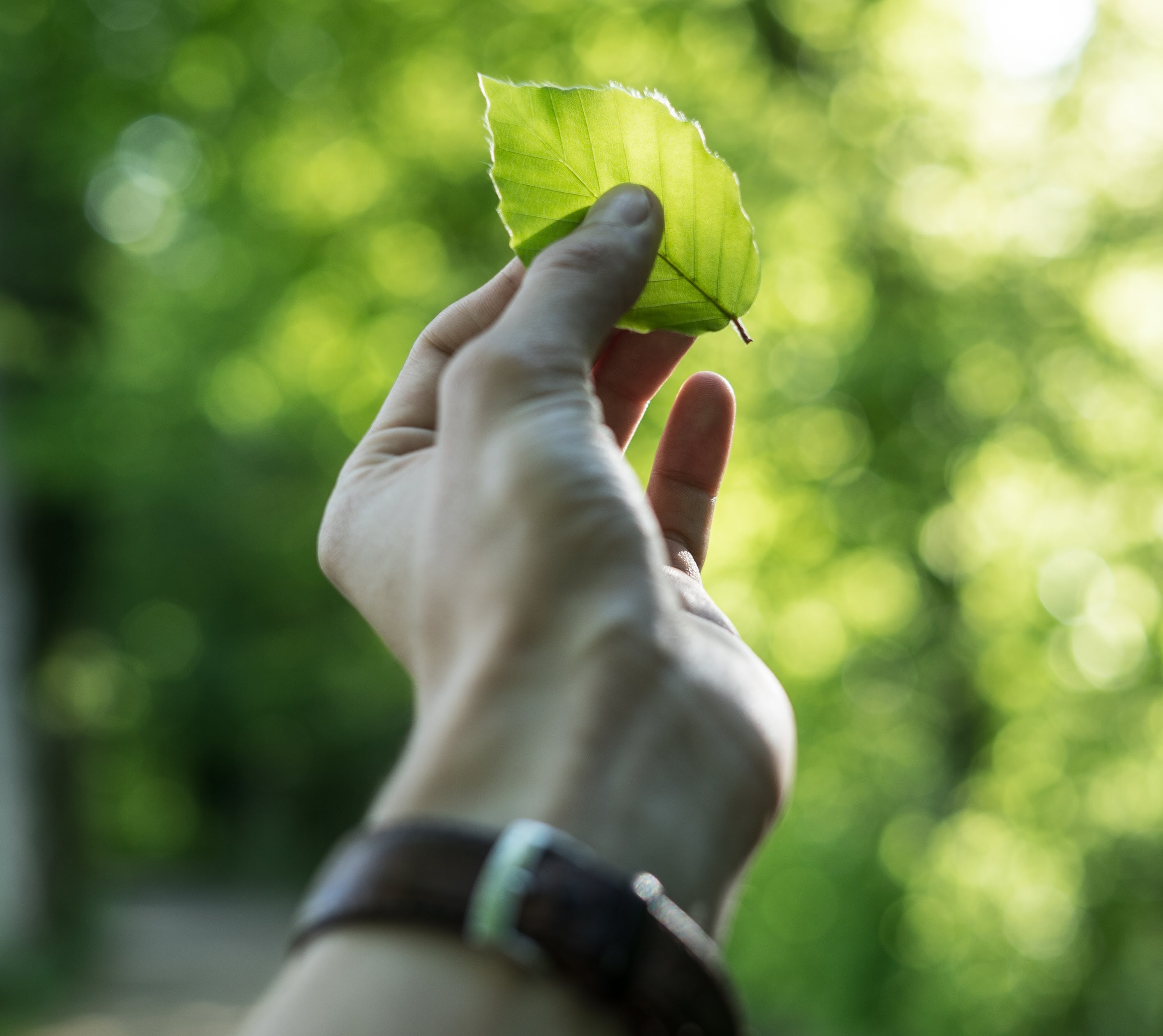 hand showing a leaf