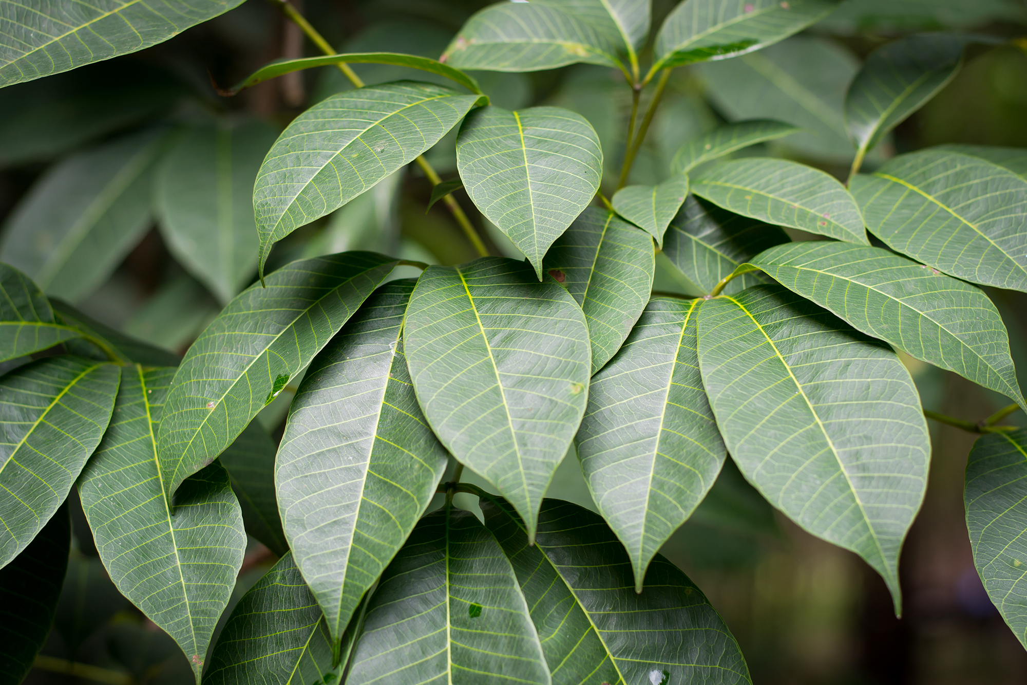 Close up on plant