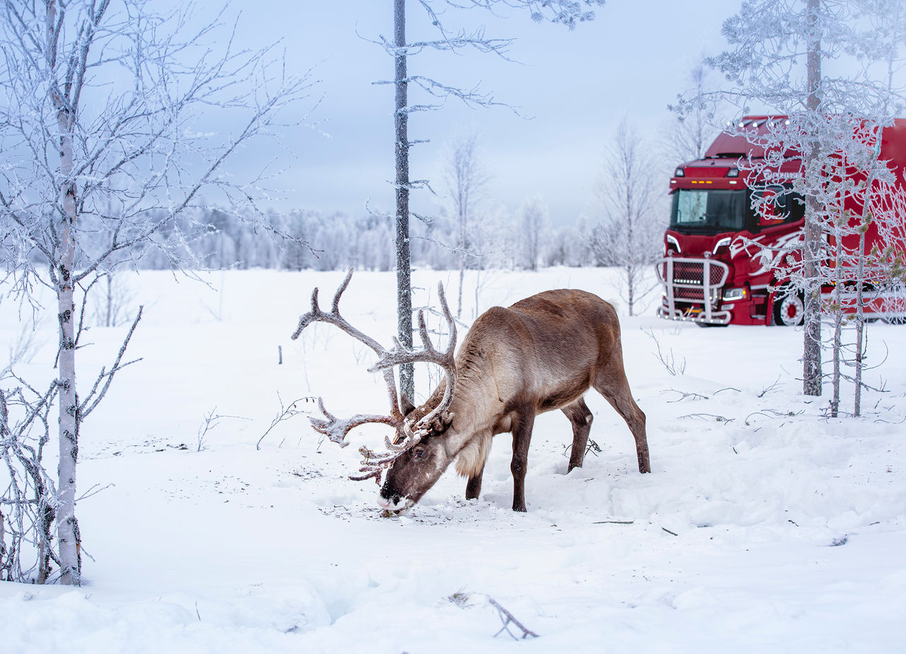 Wild op de weg? Dan bieden de Conti Scandinavia-winterbanden betrouwbare stopcapaciteiten.
