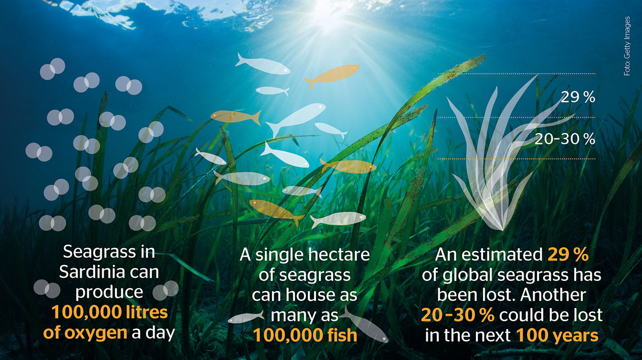 Sardinia Seagrass infografic