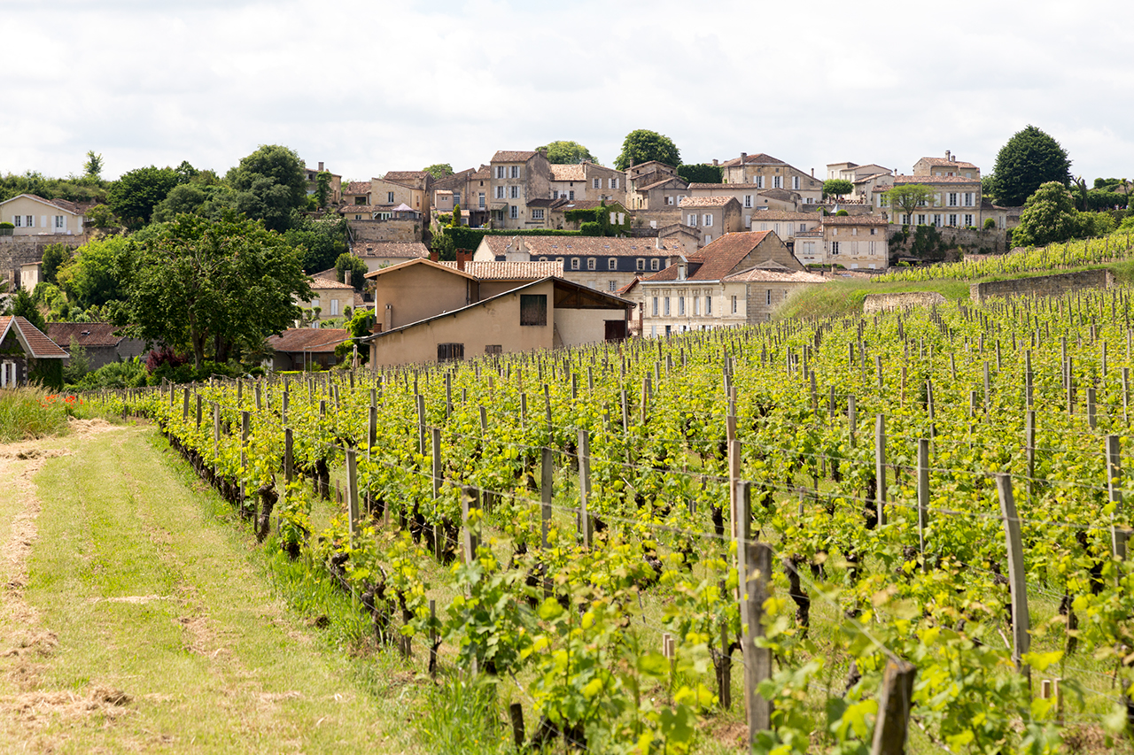 Vineyards near Bourdeaux