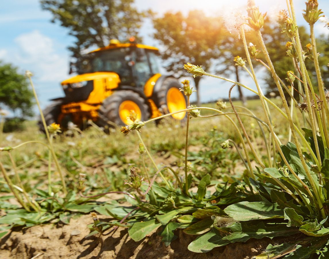 Ein Traktor fährt an einem Löwenzahfeld vorbei