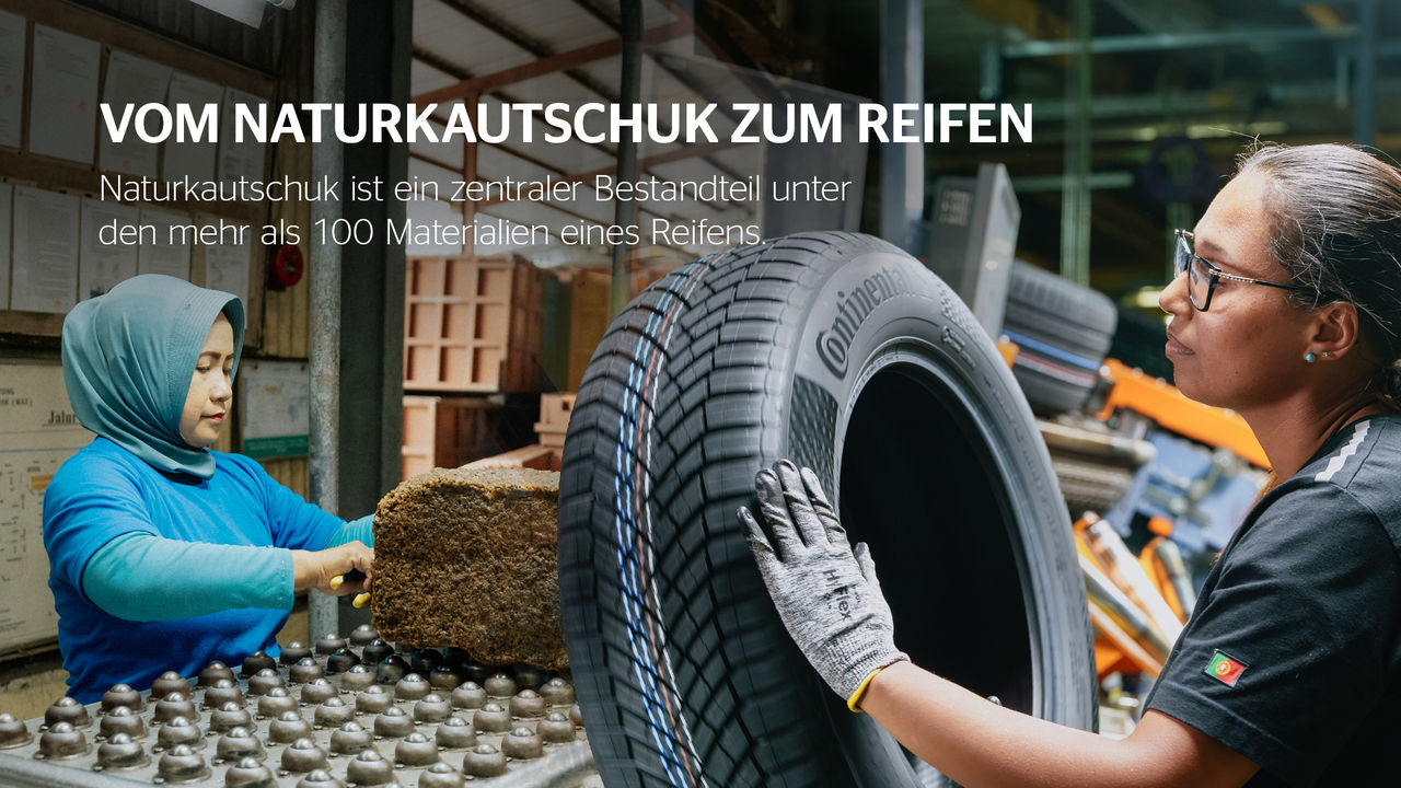 Infografik Naturkautschuk Reifenproduktion