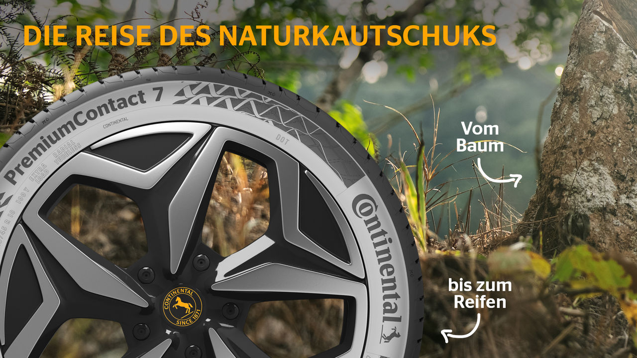 Infografik Naturkautschuk Vom Baum bis zum Reifen