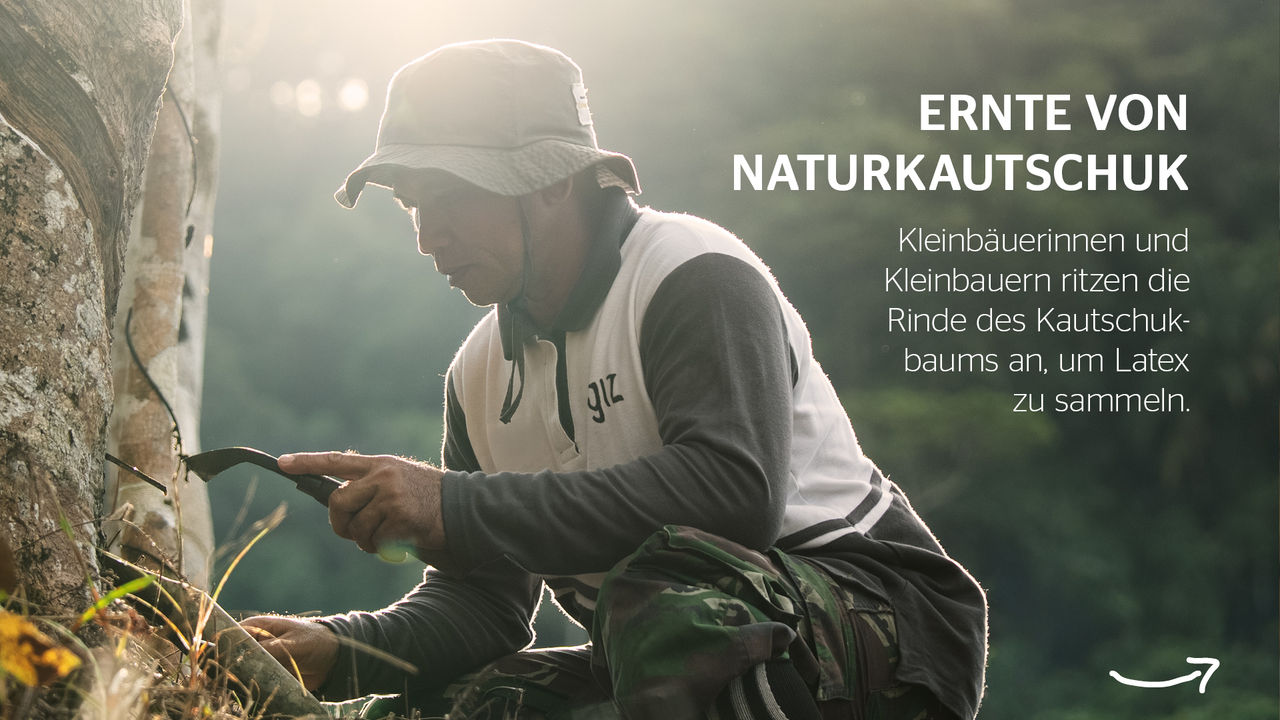 Infografik Naturkautschuk Ernte