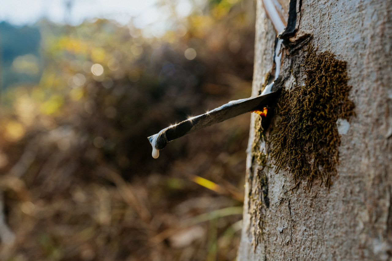Natural Rubber Harvesting