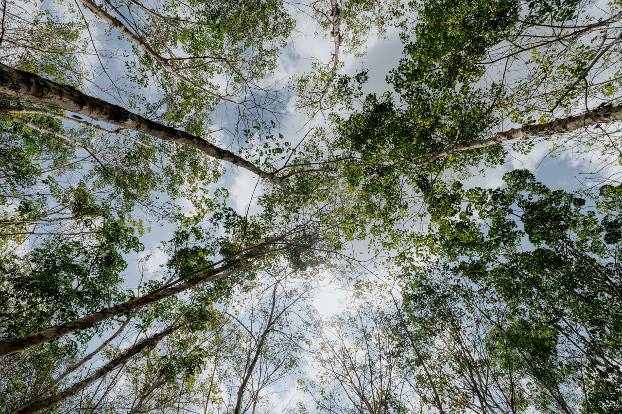 Rubber plantations: Responsible sourcing of natural rubber, Continental and GIZ project