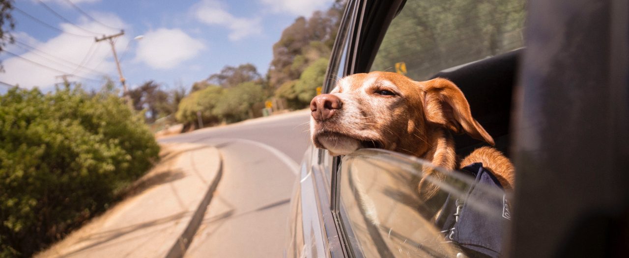 Cão num carro
